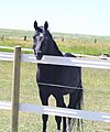 Horse in vinyl fence