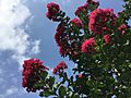 Hot Pink crapemyrtle in Oklahoma