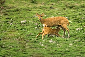 Indian Hog Deer