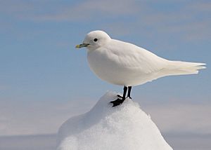 Ivory Gull Portrait.jpg