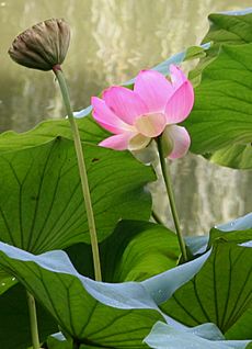 Japanese Garden, Lotusland