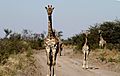 Jirafas en el Parque Nacional Makdikgadi, Botswana