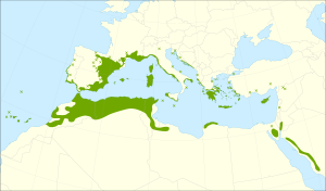 Juniperus phoenicea range.svg