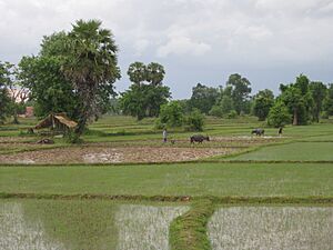 Laos ricefields