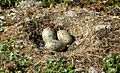 Larus marinus eggs