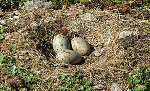 Larus marinus eggs