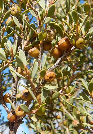 Leptospermum coriaceum fruit