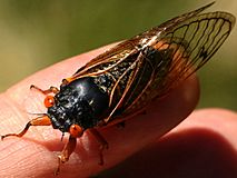 Magicicada cassinii-male dorsal