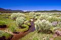 Martis Creek Wetland Project, California