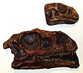 Massospondylus