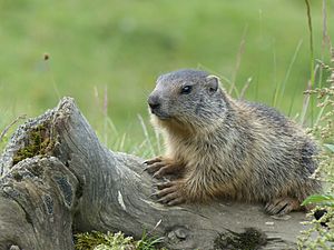 Murmeltier bei Filzmoos