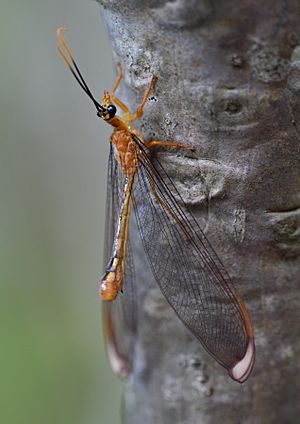 Nymphes myrmeleonides 4