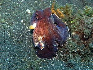 Octopus marginatus2