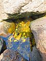 Odiorne tidal pool