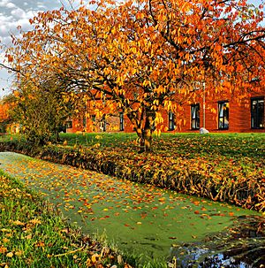 Orange like Autumn