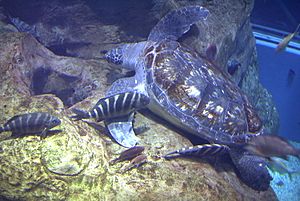 OsakaAquarium SeaTurtle