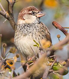 Passer hispaniolensis Israel 2