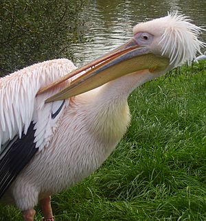 Pink pelican