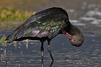 Puna Ibis Peru