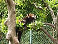 Red Panda01