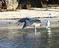 Reddish Egret & Snowy Egret - Long Key State Park, Florida