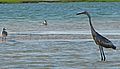 Reddish Egret Mix morph