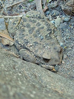 Rhinella arunco.JPG