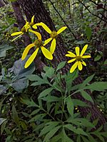 Rudbeckia laciniata - Cutleaf Coneflower