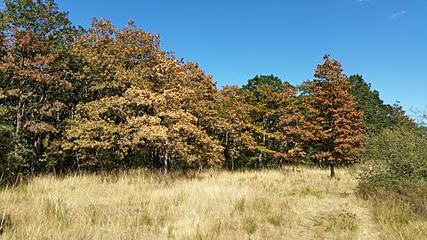 Scattercreek garrydrought