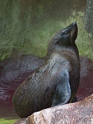 Seebär südamerikanisch Zoo Landau.JPG