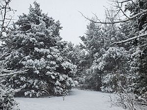 Snow in coopertown tn