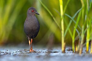 Spotless Crake 0A2A3246