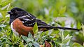 Spotted Towhee Sitting