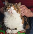 Straight-eared Scottish Fold