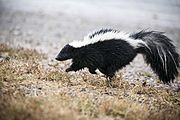 Striped skunk, close (21303507080).jpg