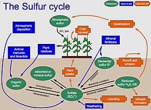 SulfurCycle copy