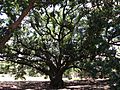 The City's Historic Freedom Tree