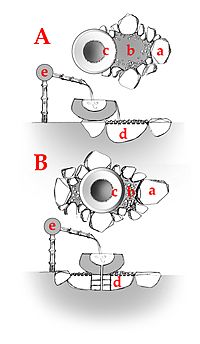 Tsukubai types