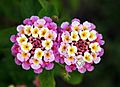 Twin lantana camara edit