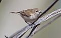 Western gerygone (subspecies mungi)