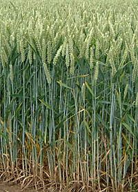 Wheat field