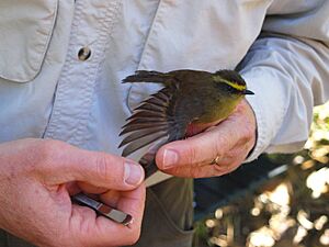 Wing of Yellow-bellied Chat-Tyrant