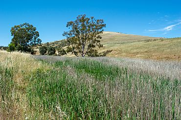 Woolshed-flat-creek.jpg