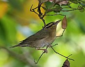 Worm-eating Warbler.jpg