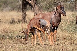 (Artiodactyla- Bovidae) Damaliscus lunatus, Topi