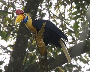 Aceros cassidix -North Sulawesi-4