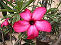 Adenium-multiflorum-63573-P