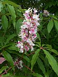 Aesculus indica Sydney Pearce.jpg