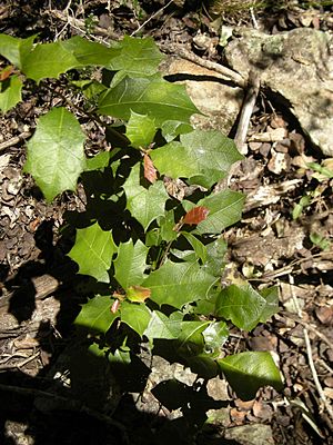 Alchornea ilicifolia foliage.jpg