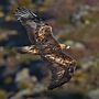 Aquila chrysaetos La Canada 2012-01-14.jpg